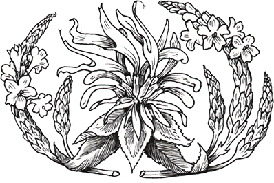 Chestnut Herbal School