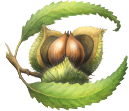 Chestnut Herbal School