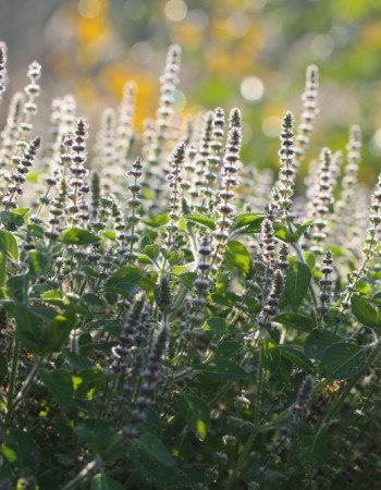 tulsi Tulsi