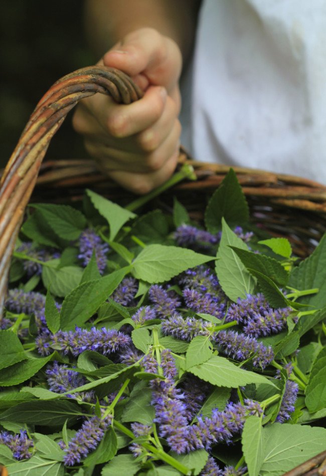 anise hyssop A basket of anise hyssop.