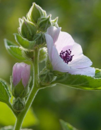 marshmallow Marshmallow in flower.