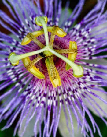 passiflora smaller Close up of a passionflower.