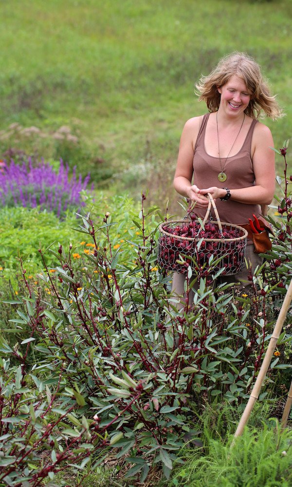 Herbal Immersion Program A person harvests roselle hibiscus.