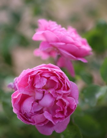 8C3A3237 copy Pink roses.