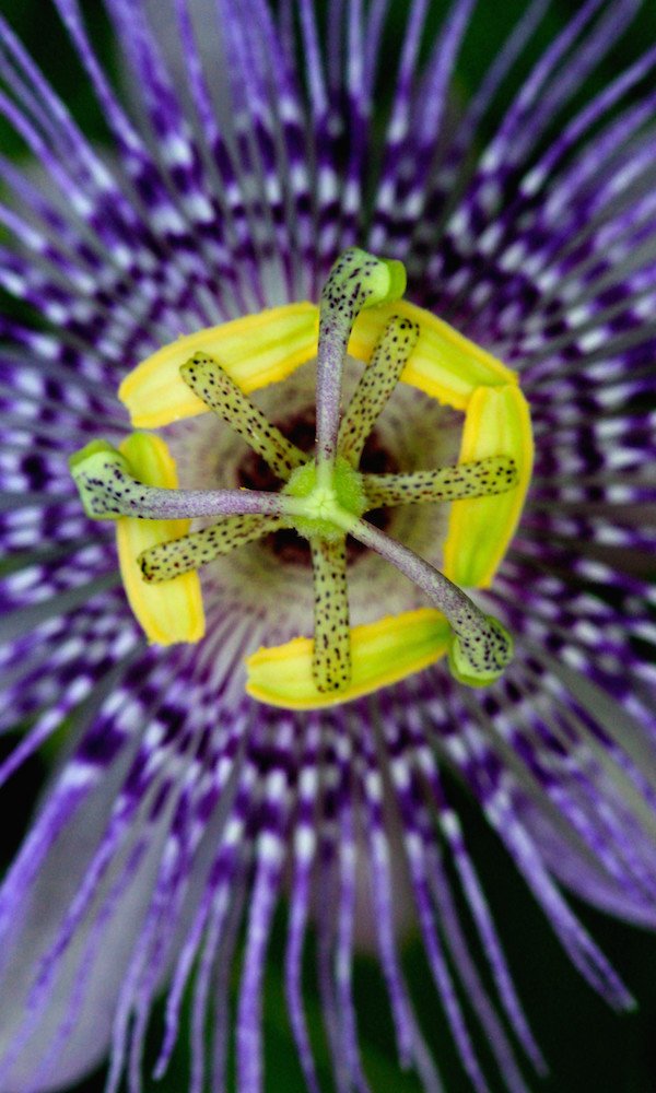 Passionflower (Passiflora incarnata) Close up of passionflower.
