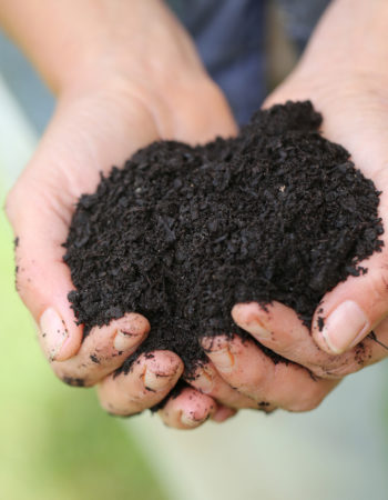 Fully degraded compost Hands holding finished compost.