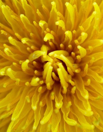 Module 4 Close up of a dandelion flower.