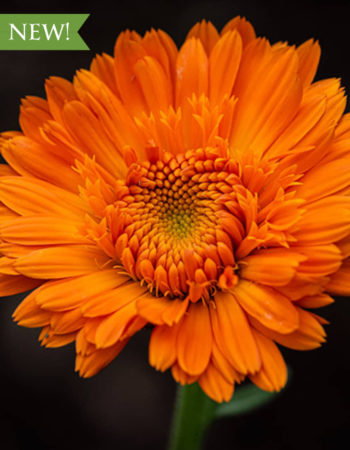History Module - NEW A closeup of a calendula flower.