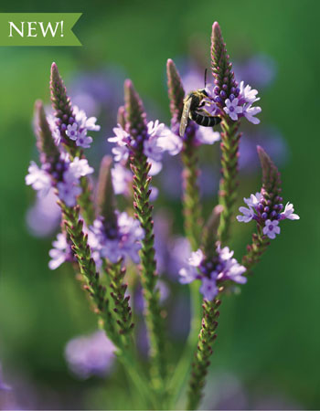 Blue Vervain Herbal Charts-NEW A close up of blue vervain.